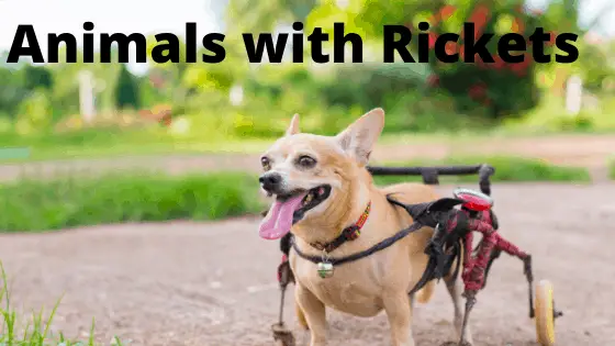 Animals with Rickets