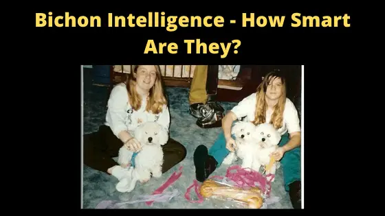 Bichon Intelligence - How Smart Are They_