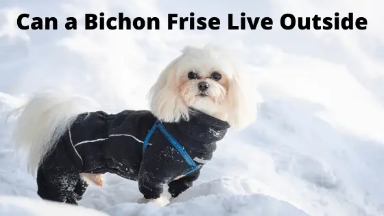Can a Bichon Frise Live Outside