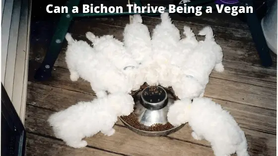 Can Bichon's be a vegan