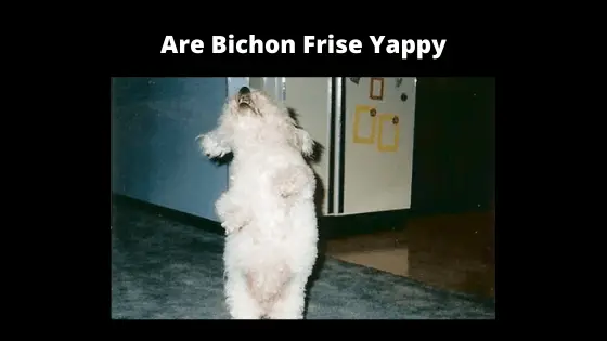 Are Bichon Dogs Yappy