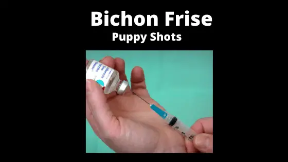 https://www.simplydogowners.com/how-to-care-for-bichon-puppy-videos/