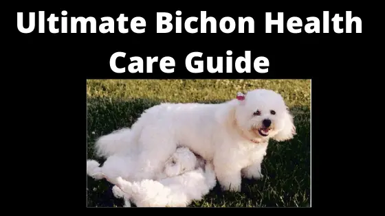 Ultimate Bichon Health care Guide
