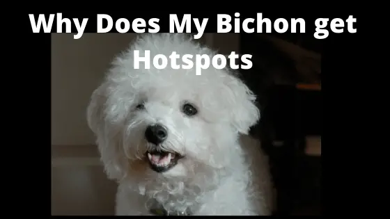 Why Does My Bichon get hotspots