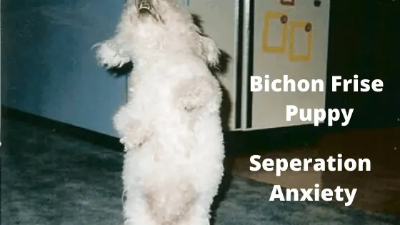 Bichon Frise Puppy Seperation Anxiety