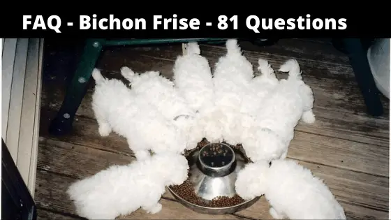 FAQ - Bichon Frise 81 Questions