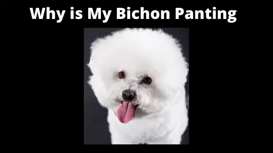 Why is My Bichon Frise Panting so much