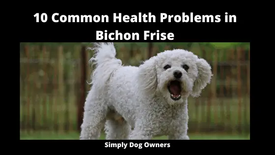 10 Common Health Problems in Bichon Frise