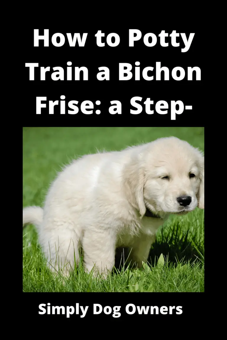 How to Potty Train a Bichon Frise a StepbyStep Guide