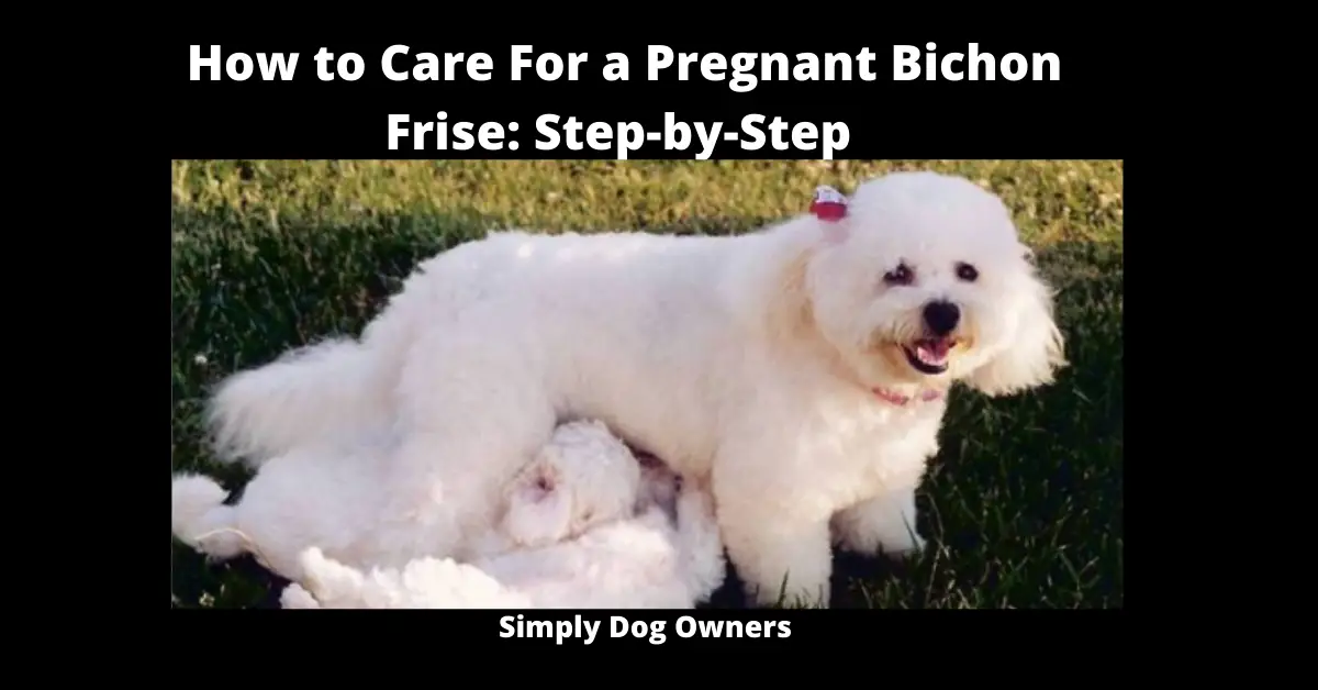 How to Care for a Pregnant Bichon Frise Step-by-Step