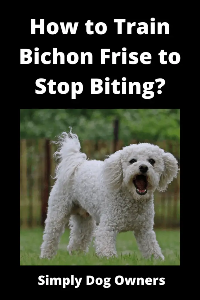 How to Train Bichon Frise to Stop Biting? Simplydogowners