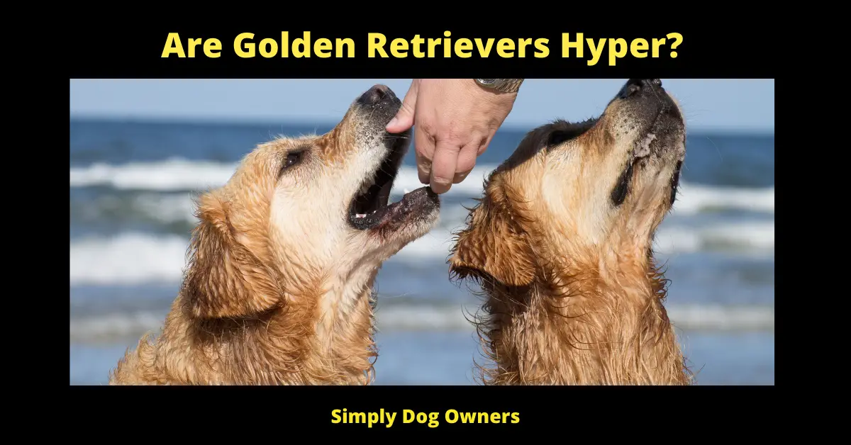 Are Golden Retrievers Hyper?