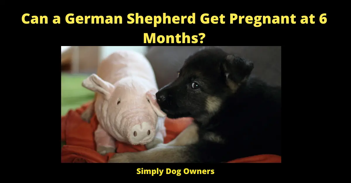 Can a German Shepherd Get Pregnant at 6 Months?