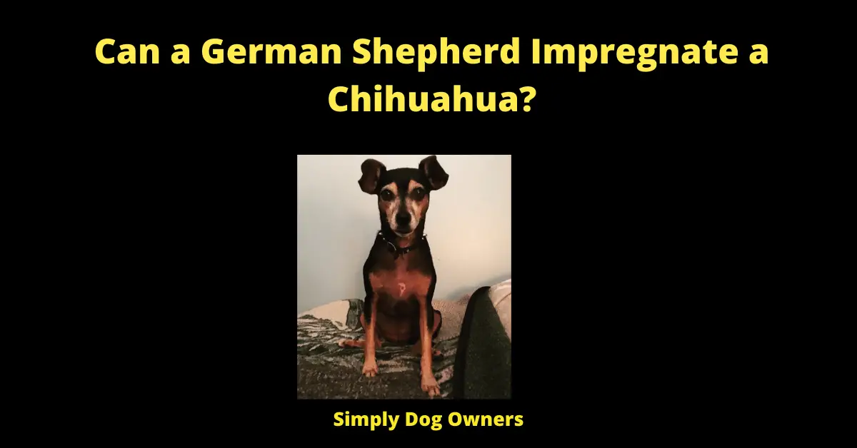 Can a German Shepherd Impregnate a Chihuahua?