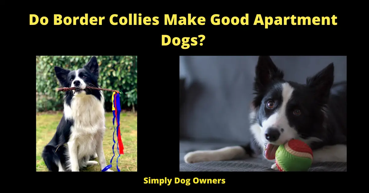 Do Border Collies Make Good Apartment Dogs?
