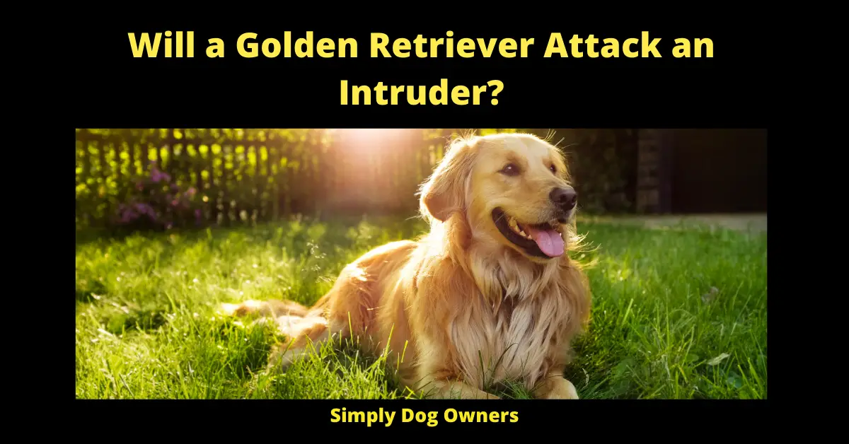 Will a Golden Retriever Attack an Intruder?