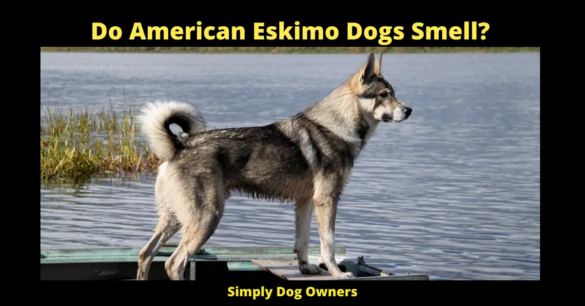 Do American Eskimo Dogs Smell?