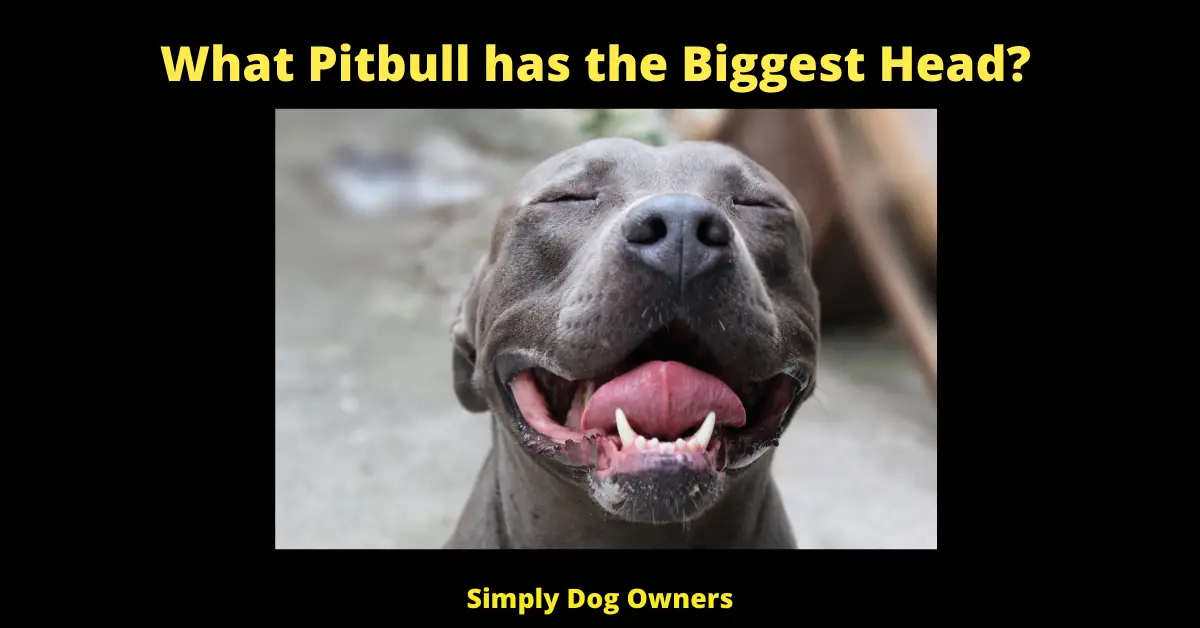 What Pitbull has the Biggest Head?
