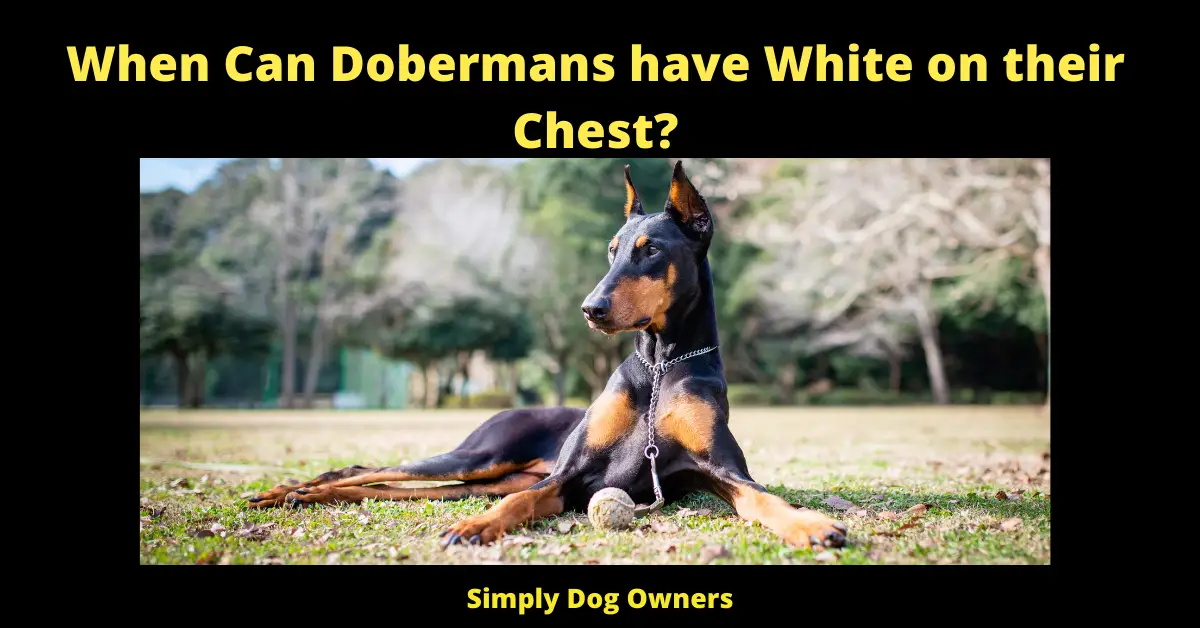 When Can Dobermans have White on their Chest?