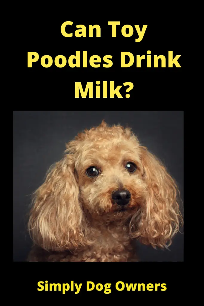 Can Toy Poodles Drink Milk