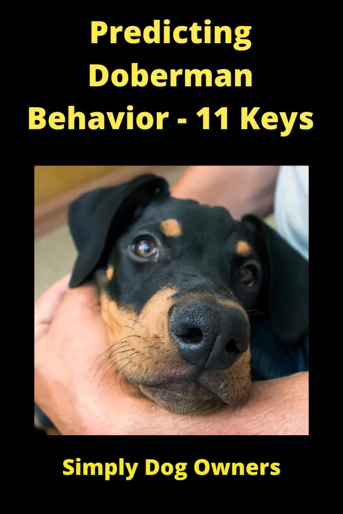 Predicting Doberman Behavior - 11 Keys