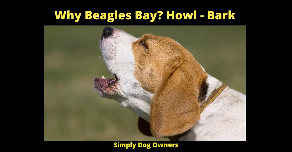 Why Beagles Bay? Howl - Bark