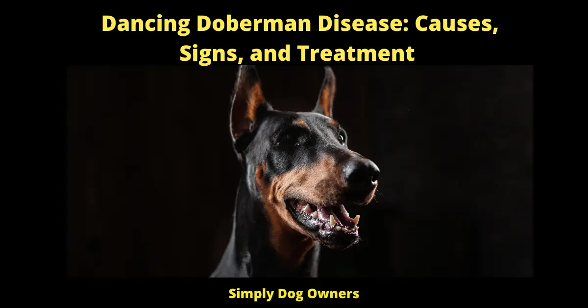 Dancing Doberman Disease: Causes, Signs, and Treatment