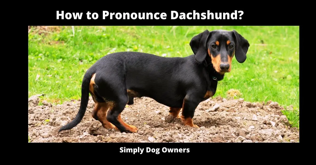 How to Pronounce Dachshund?