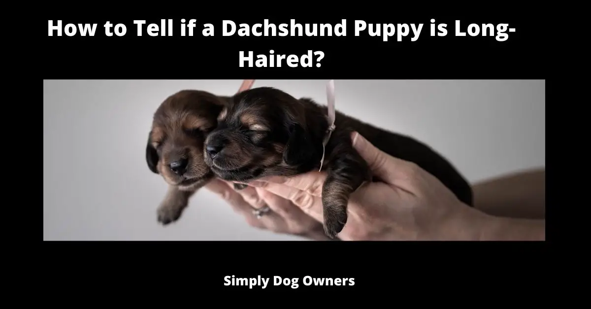 How to Tell if a Dachshund Puppy is long-haired?