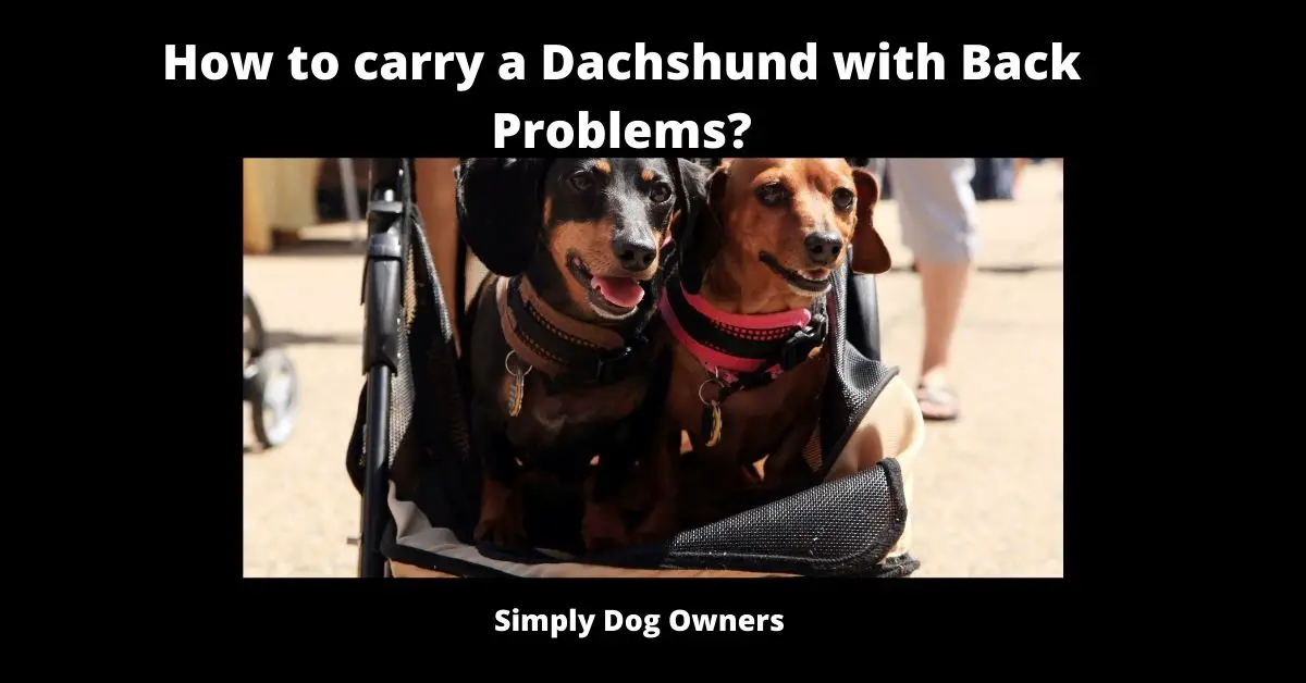 How to carry a Dachshund with Back Problems?