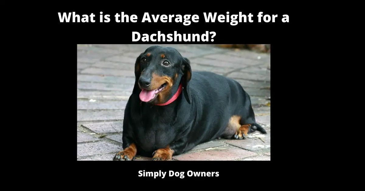 What is the Average Weight for a Dachshund?